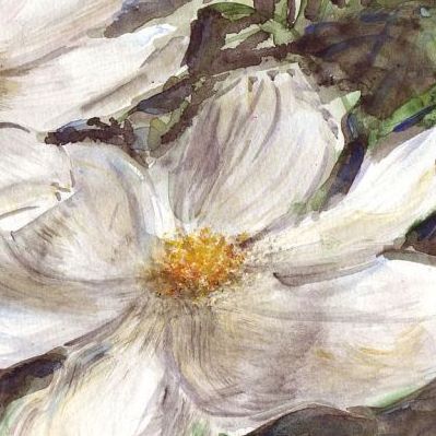 Bild - Weisse Anemonen