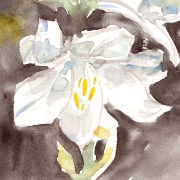 Bild - Lilien Aquarell